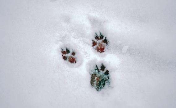 27 января святая Нина подскажет, что можно и нельзя для благополучия — забота о питомце и не только 27 января святая Нина подскажет, что можно и нельзя для благополучия — забота о питомце и не только